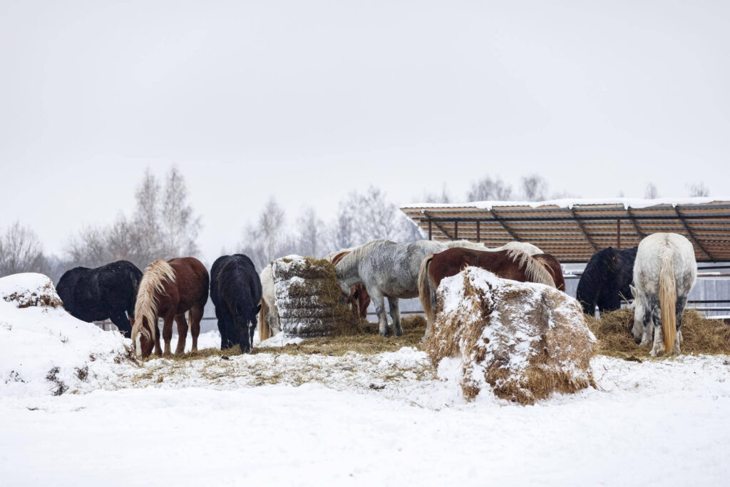 livestock during winter